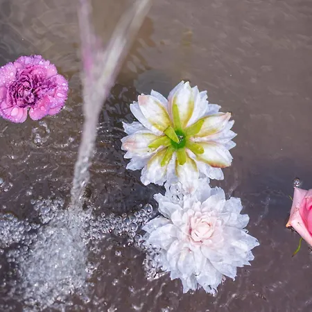 アパート Viktoria